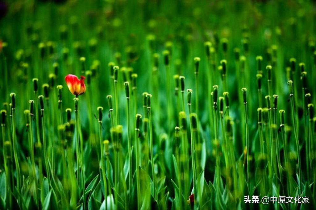 娓呮槑璋烽洦澶忚嚦灏忔弧,娓呮槑璋烽洦绔嬪灏忔弧