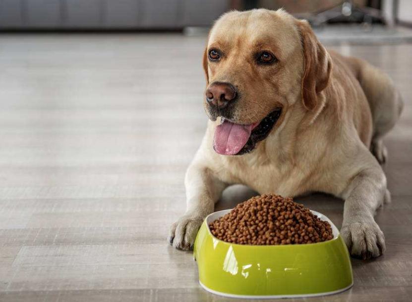 拉布拉多的技能训练,拉布拉多高智商