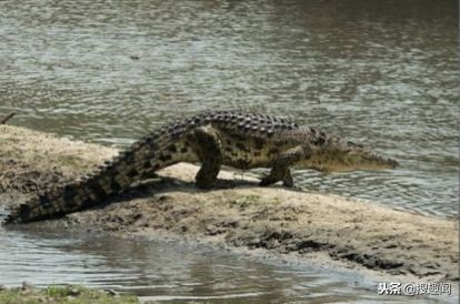 这三种常见肉最好别吃,以下这六种肉再穷都不要吃