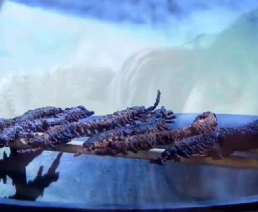 有关虫子的特色美食,美食虫子视频大全