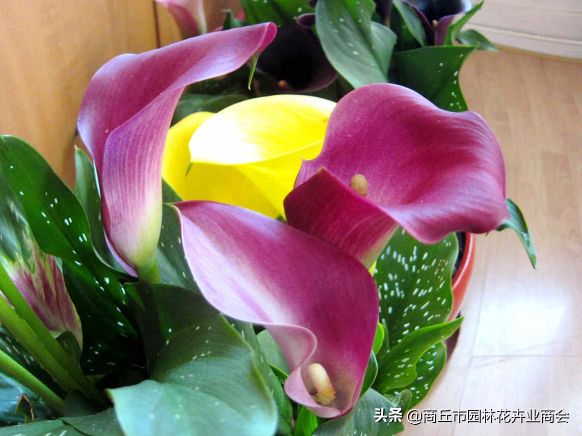 马蹄莲有什么病虫害,马蹄莲的病虫害有哪些