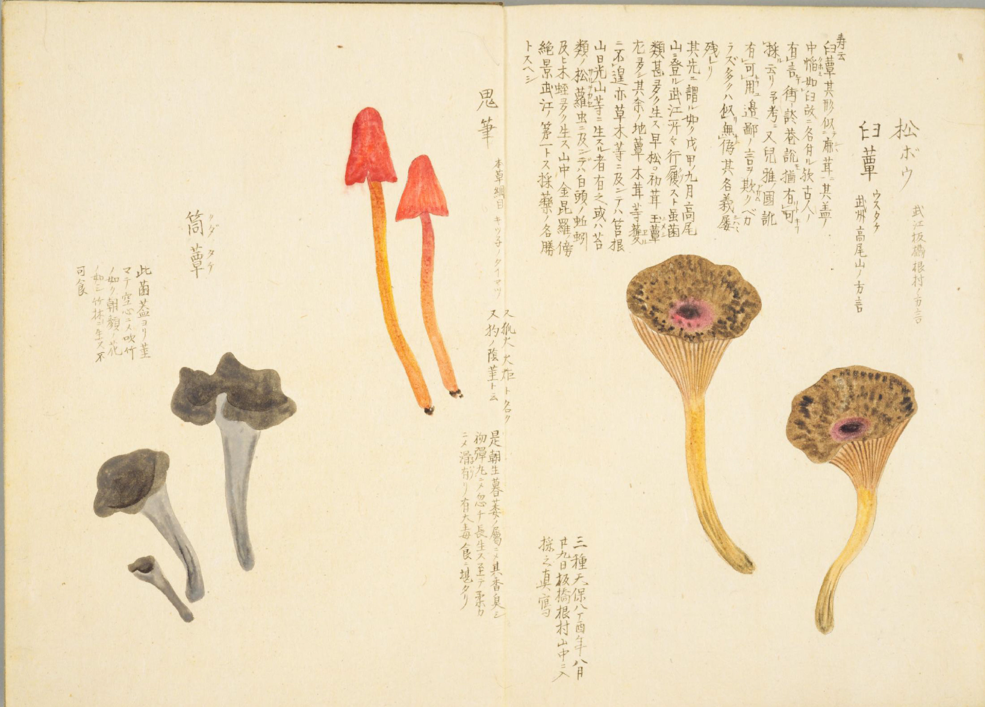 各种多彩菌图片大全,意式野菌图片大全