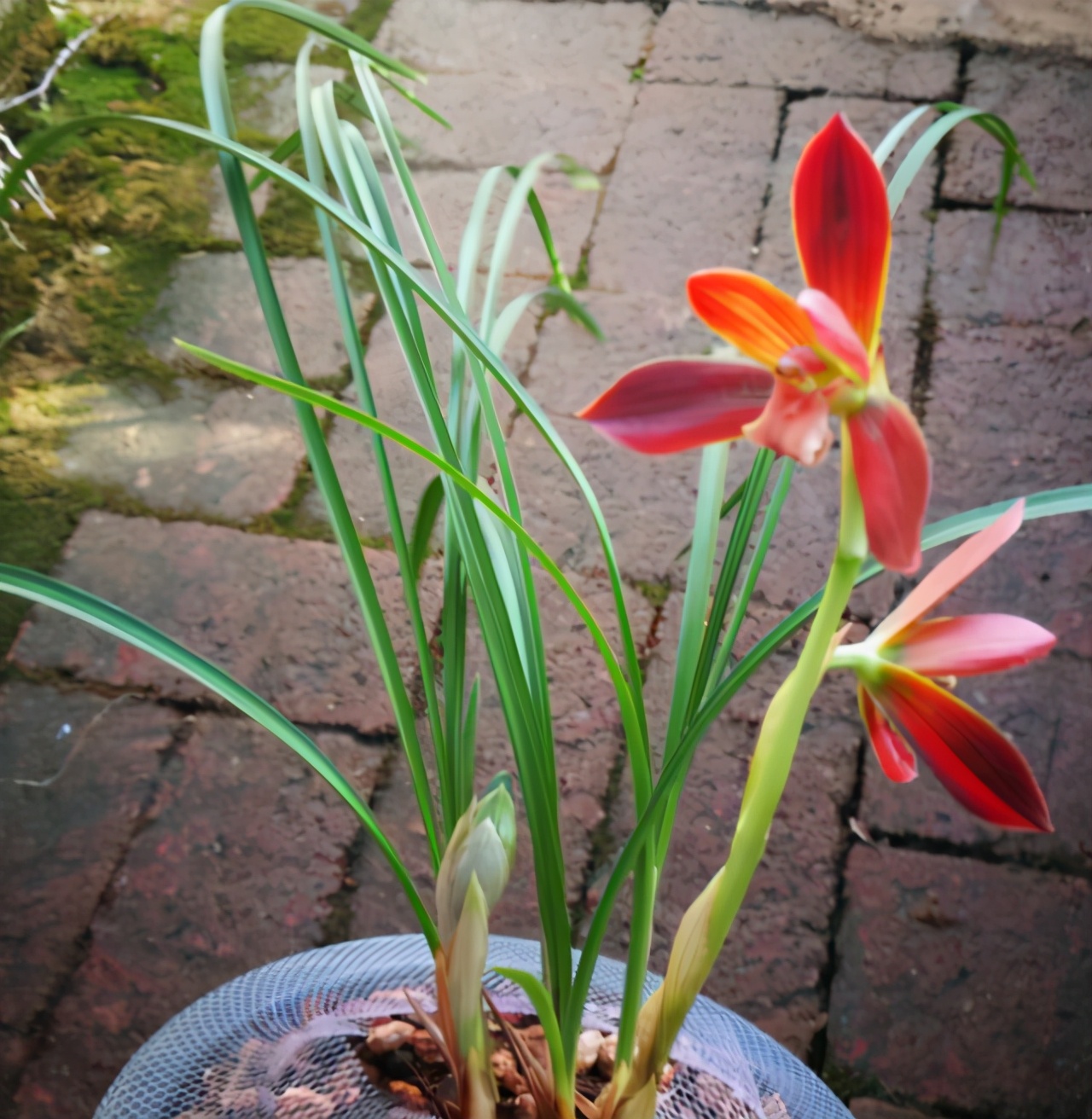 它被誉为“国兰第一红”,顶级红素,正格豆瓣,新手也能养好