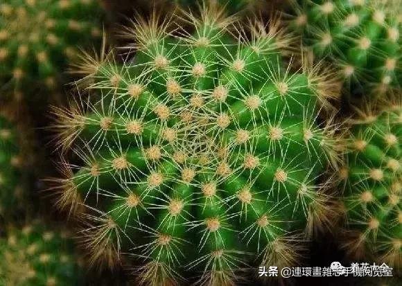 100种常见花卉植物图谱,100种花卉素描图谱