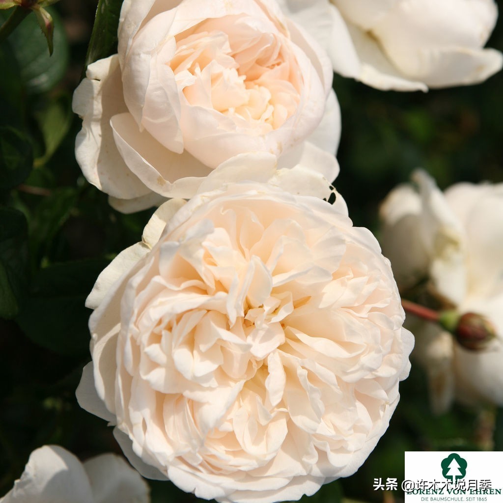 为啥网上买的月季花很难成活,为什么买的月季花养不活