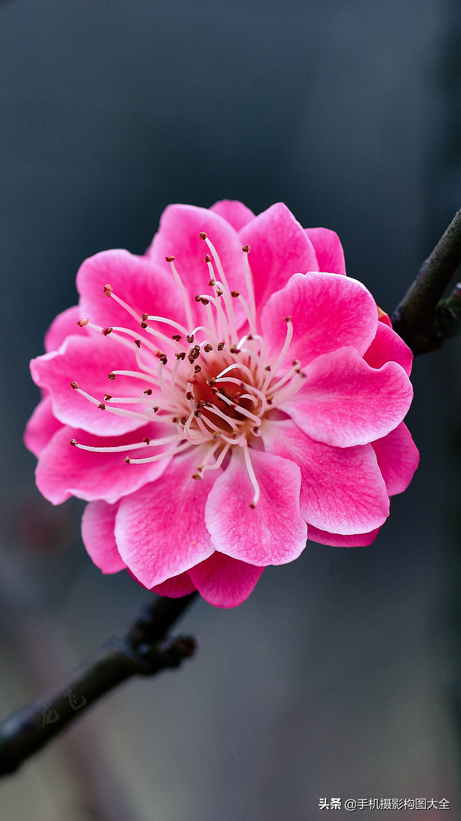把你的相片做成动态图片,试试你的照片动漫效果