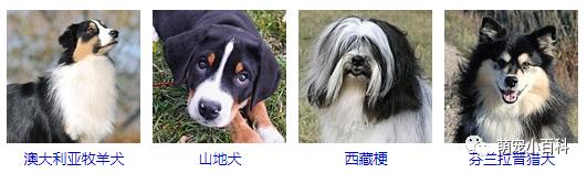 狗狗品种分类大全,狗狗品种鉴定