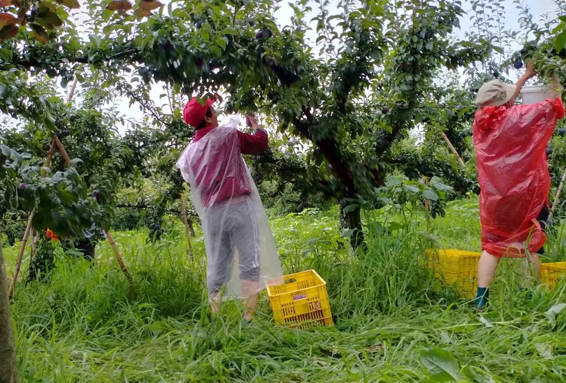 黑巨李收购价格,陕西百万苹果滞销