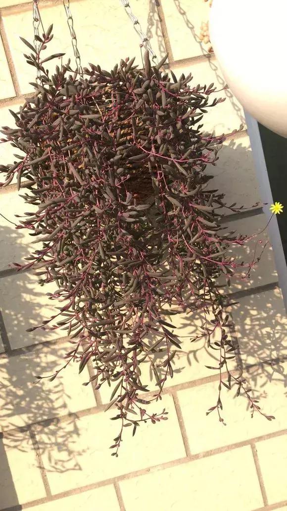 吊兰多肉养护技巧和方法,吊兰多肉的养殖方法和注意事项