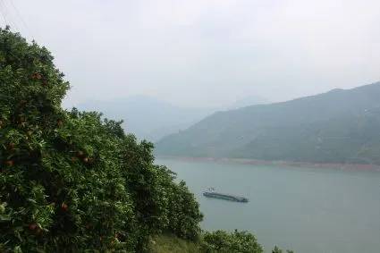 伦晚详解：好吃更要吃个明白，五分钟带你看如何辨别真假伦晚