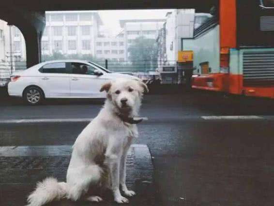 狗狗能够理解死亡吗,狗狗死亡意味着什么