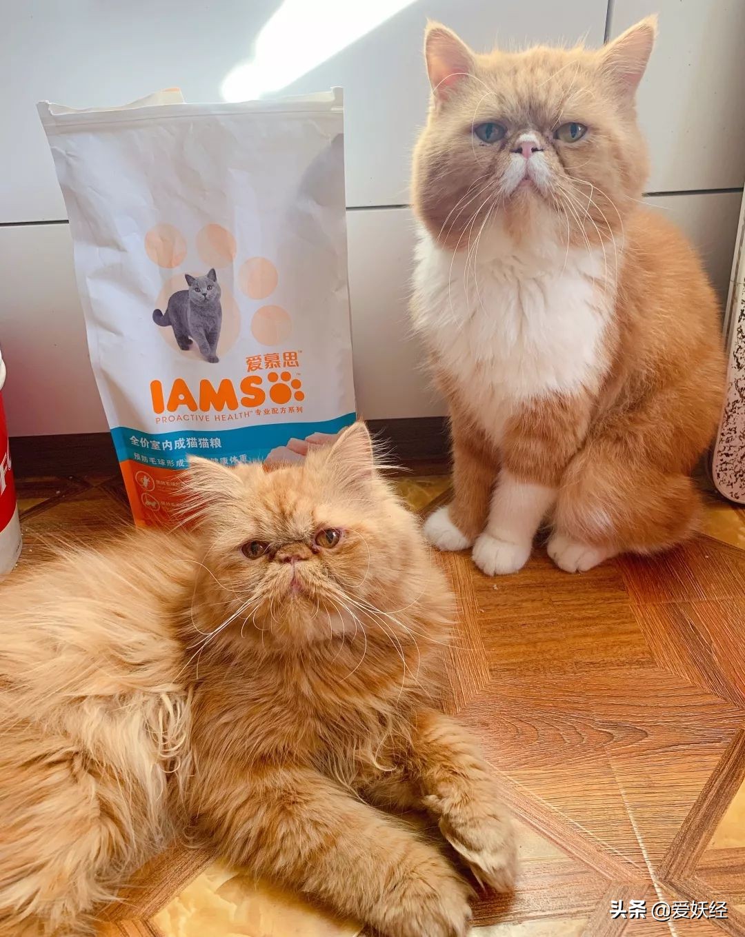 铲屎官减肥瘦身,吐毛球的铲屎官