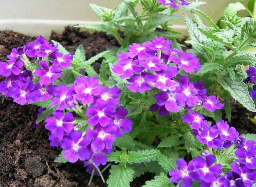 植物百科纪录片,植物百科扫码