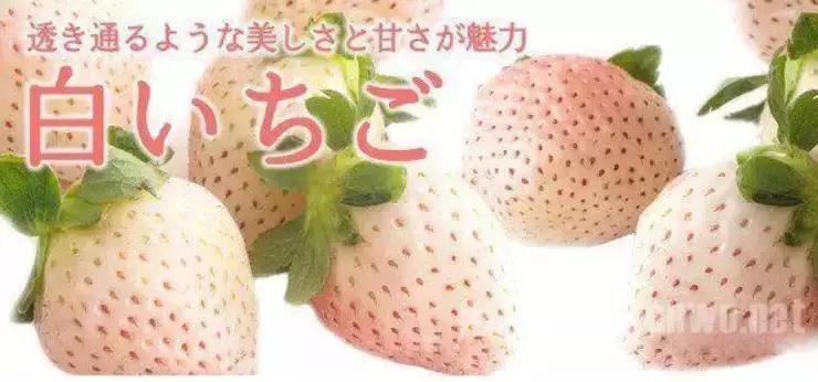 日本10万一个的水果,中国却卖出“白菜价”,日本游客都不想走了