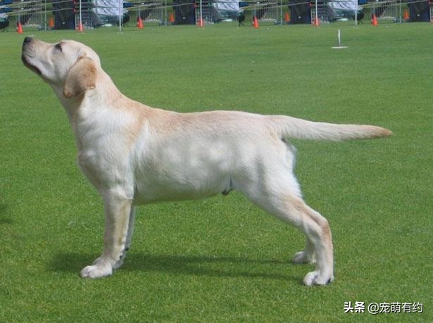 拉布拉多犬特点和缺点分析图,拉布拉多犬形态标准图