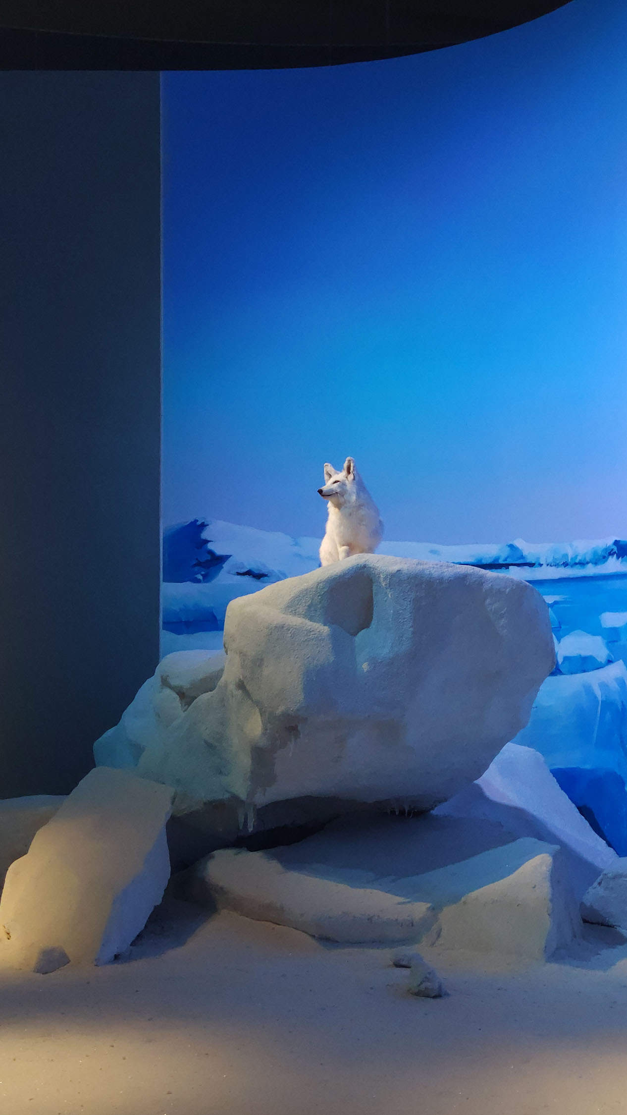 海洋博物馆带孩子游玩攻略,国家海洋博物馆最全攻略来了