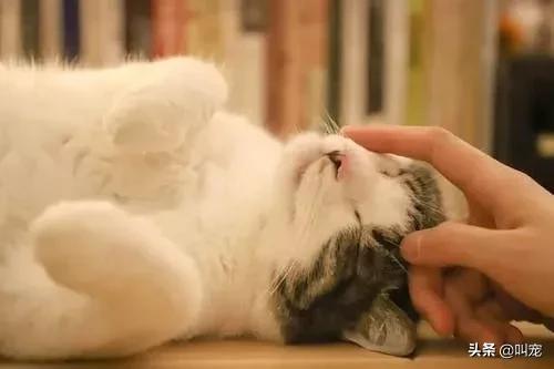 怎么判断猫咪发烧症状,怎么判断猫咪发烧