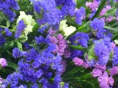 1到100朵红玫瑰花的寓意和花语,助人为乐善良可爱是哪种花的花语