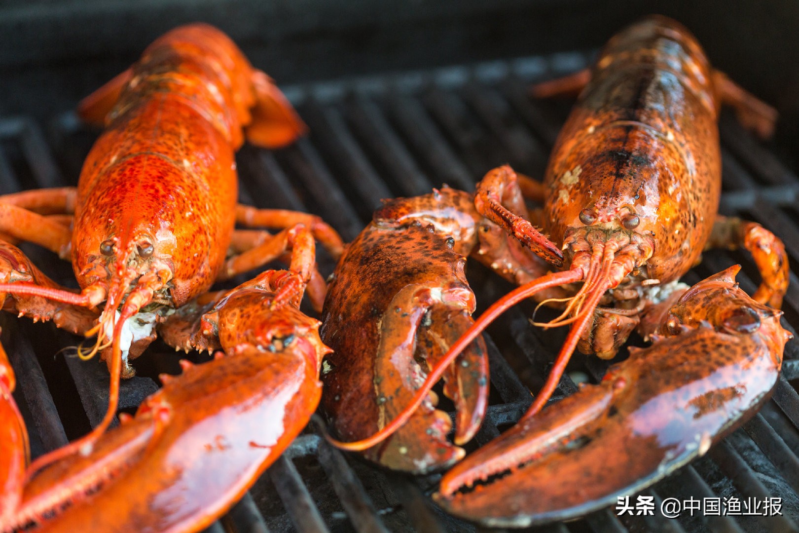中国大量进口龙虾,中国采购龙虾