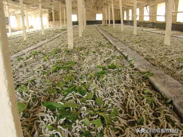 大棚桑蚕养殖新技术,养蚕提质增效技术