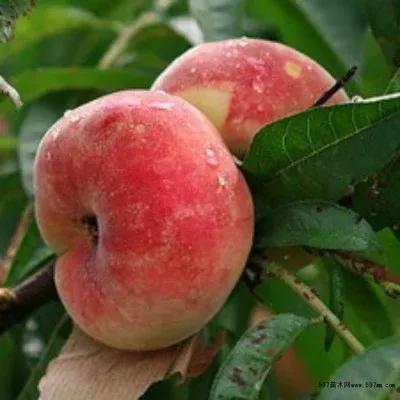 一年四季的时令蔬菜,一年四季的时令水果大全