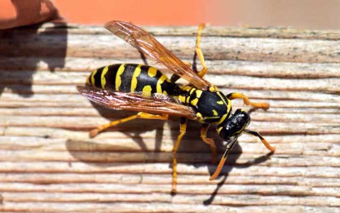 虎头蜂黄蜂马蜂胡蜂有什么区别,如何判断是被蜜蜂蛰了还是马蜂