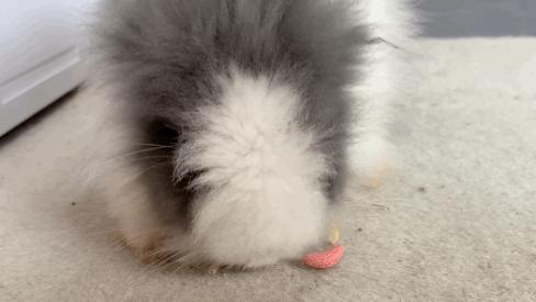 西安有哪些可以撸兔子的店,西安撸兔子的店