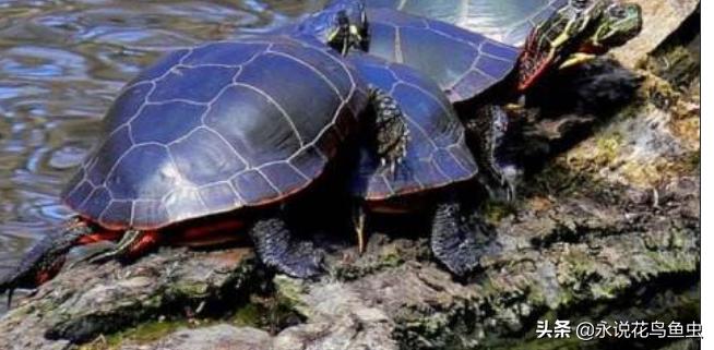 养乌龟新手入门养什么龟,新手养乌龟推荐养什么样的龟