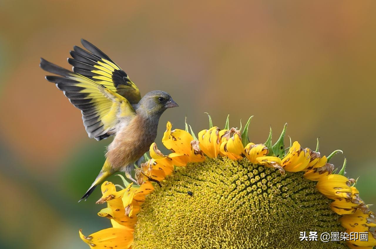 观鸟拍鸟最佳效果图,如何拍鸟这些鸟类摄影技巧要学会