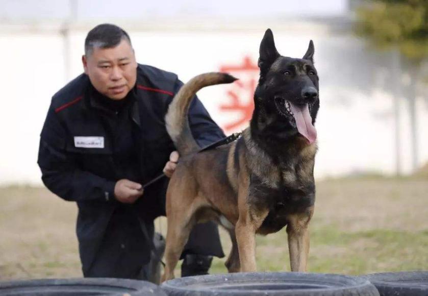 马犬有多厉害,马犬到底有多优秀