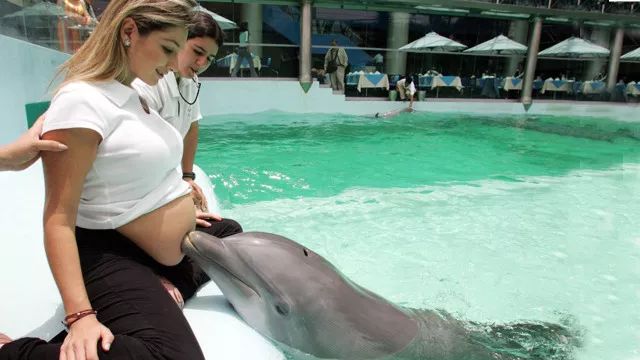 胎教听海豚音能开发胎儿大脑吗,海豚胎教声音视频