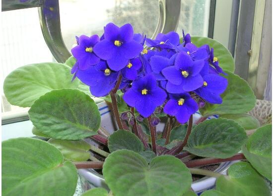 紫罗兰花期是多少天,紫罗兰花谢了还会开吗图片