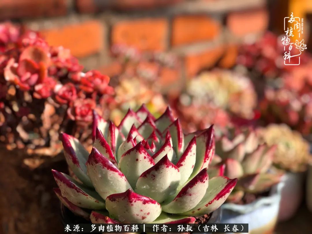 与多肉一起成长,与多肉相伴
