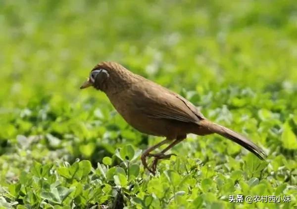 画眉鸟病的治法,画眉鸟病症状大全