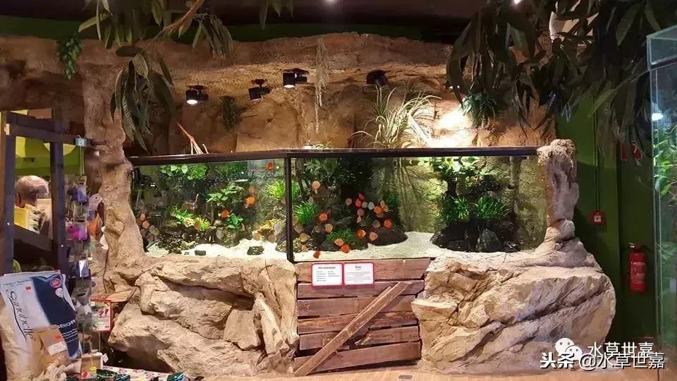 七彩神仙鱼水族箱布景,七彩神仙鱼苗繁殖技术