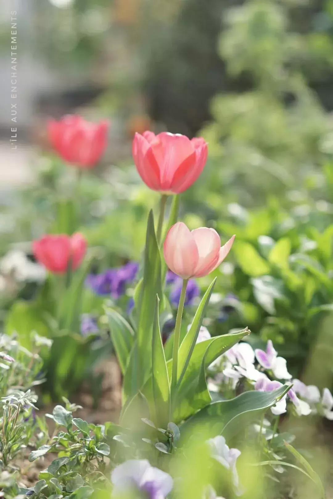 西柚慕斯郁金香花语,蕾丝郁金香花语