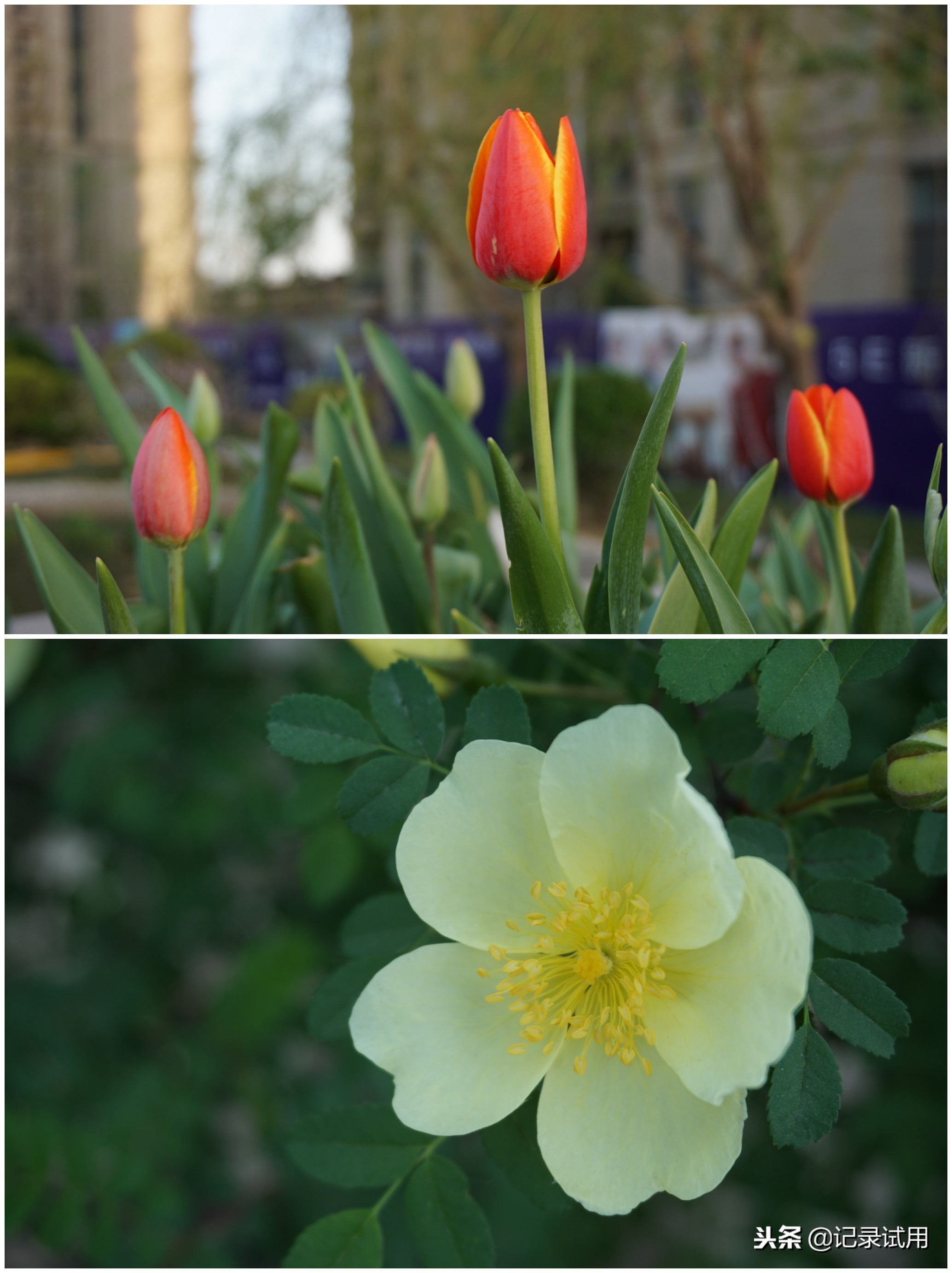 索尼ilce-a6000l微单相机,索尼微单ilce-5100怎么样