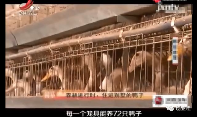 笼养鸭与散养鸭的优缺点,笼养鸭和笼养鸡