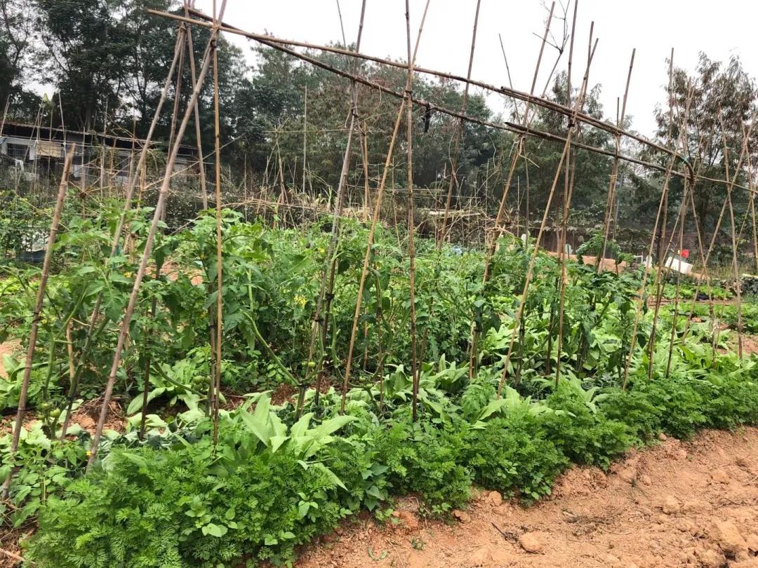 乐田市民家庭农场,德国海归博士送给女儿的礼物