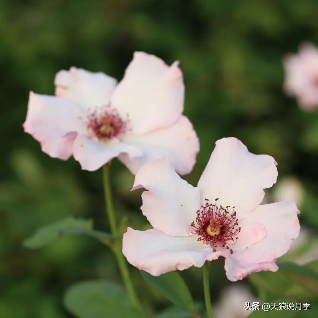 520你最想收到什么玫瑰,520这样的玫瑰你们喜欢吗