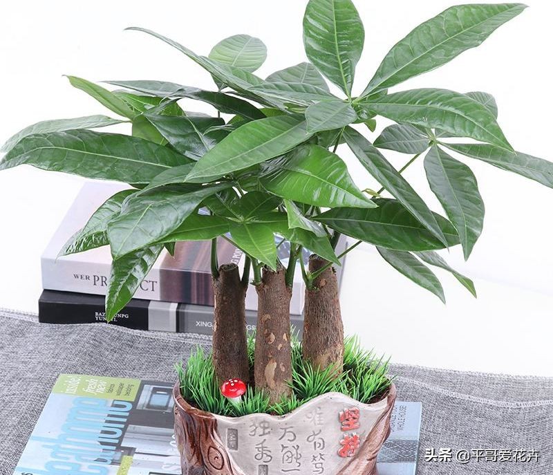 快死的发财树如何救活,如何拯救快死的发财树