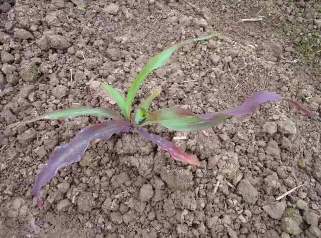 作物缺素口诀,作物营养缺素诊断与科学施肥