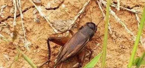 如何区分4类地下害虫的危害特点,田间害虫多该怎样消灭地下害虫