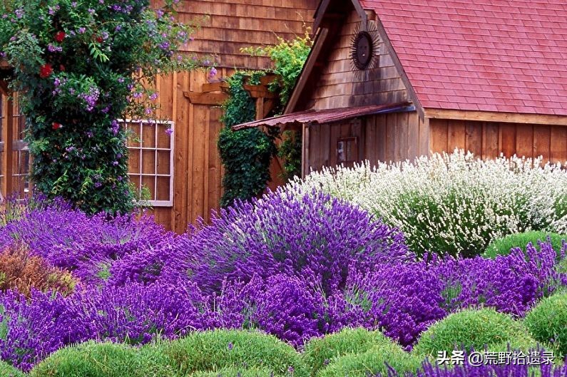 衣草的种植方法和注意事项图片,薰衣草种植需要什么条件才能种植
