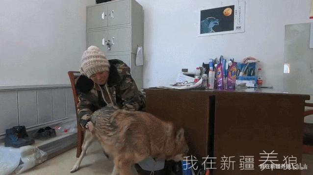 哈士奇养成狼,狼被养成了哈士奇