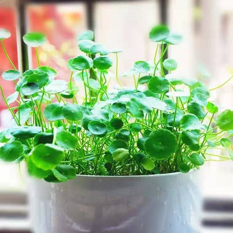 铜钱草怎样养能更快爆盆,如何养好铜钱草的方法