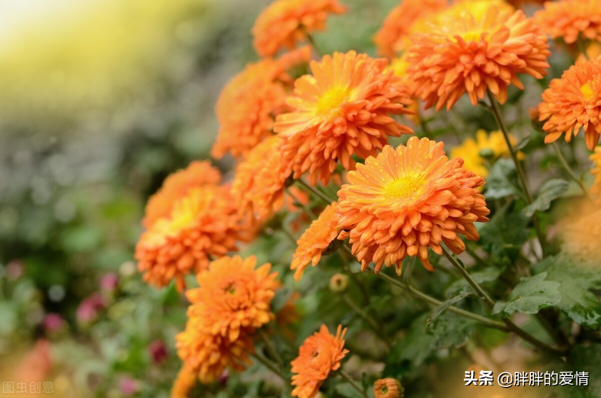 愿所有的后会有期都是别来无恙,愿所有后会有期都是别来无恙