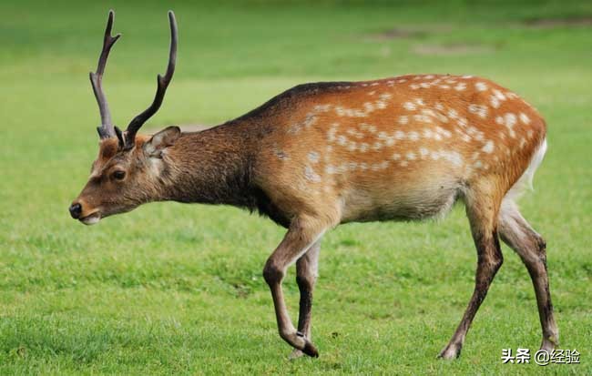 广东梅花鹿养殖,梅花鹿养殖技巧