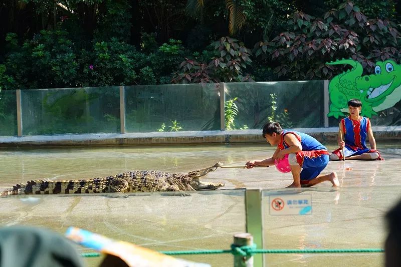 广州旅游攻略长隆动物世界,亲子游广州长隆动物园