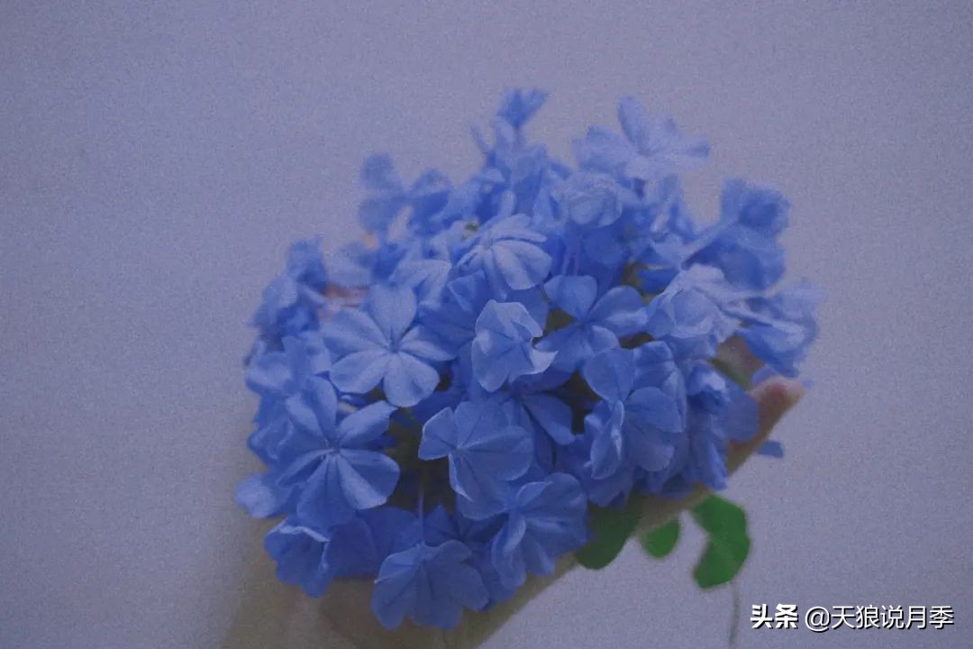 不用再羡慕别人家的院子,庭院养护全攻略